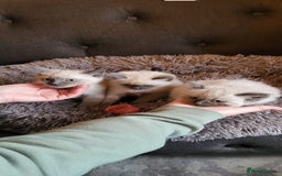 Ragamese cats for sale: Ragdoll x Siamese - Image 5