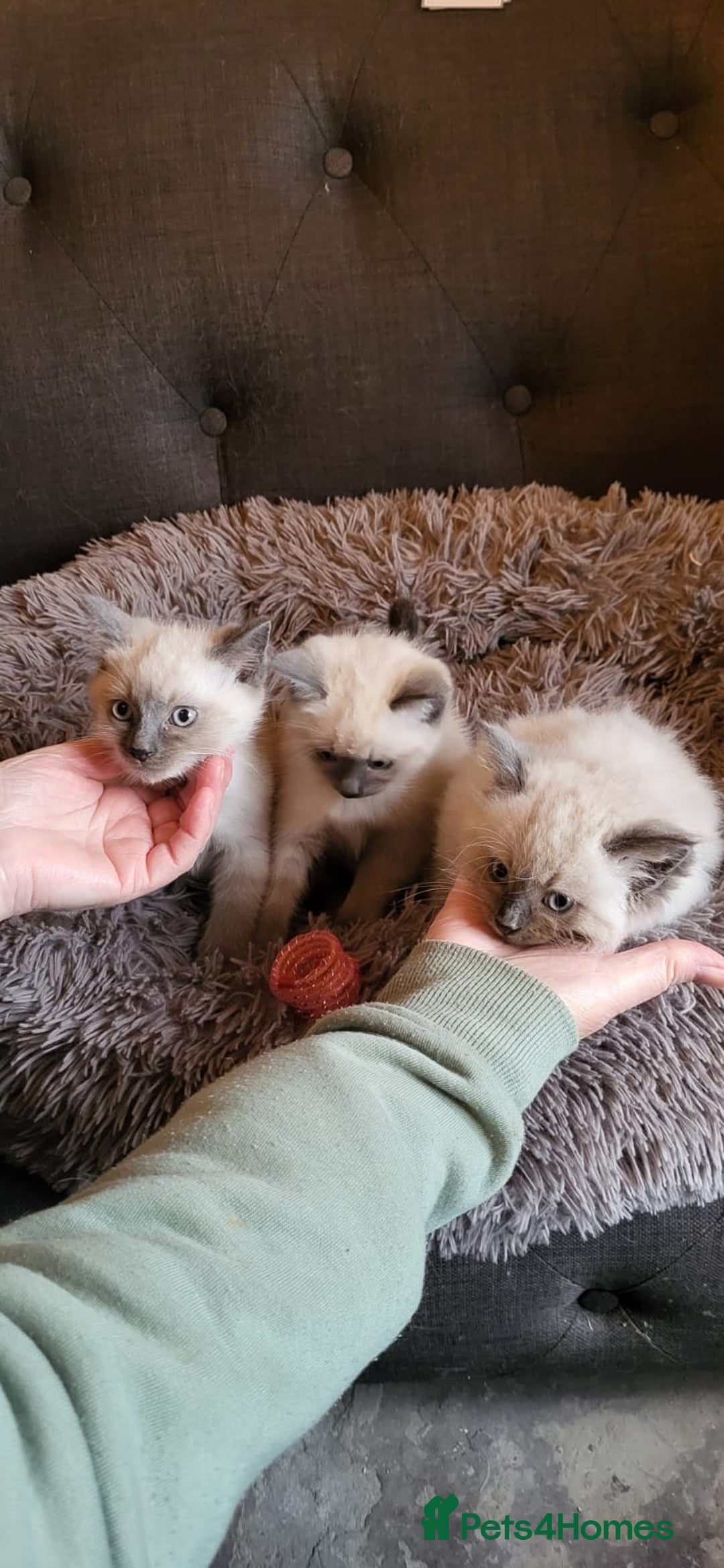 Ragamese cats for sale: Ragdoll x Siamese - Image 5