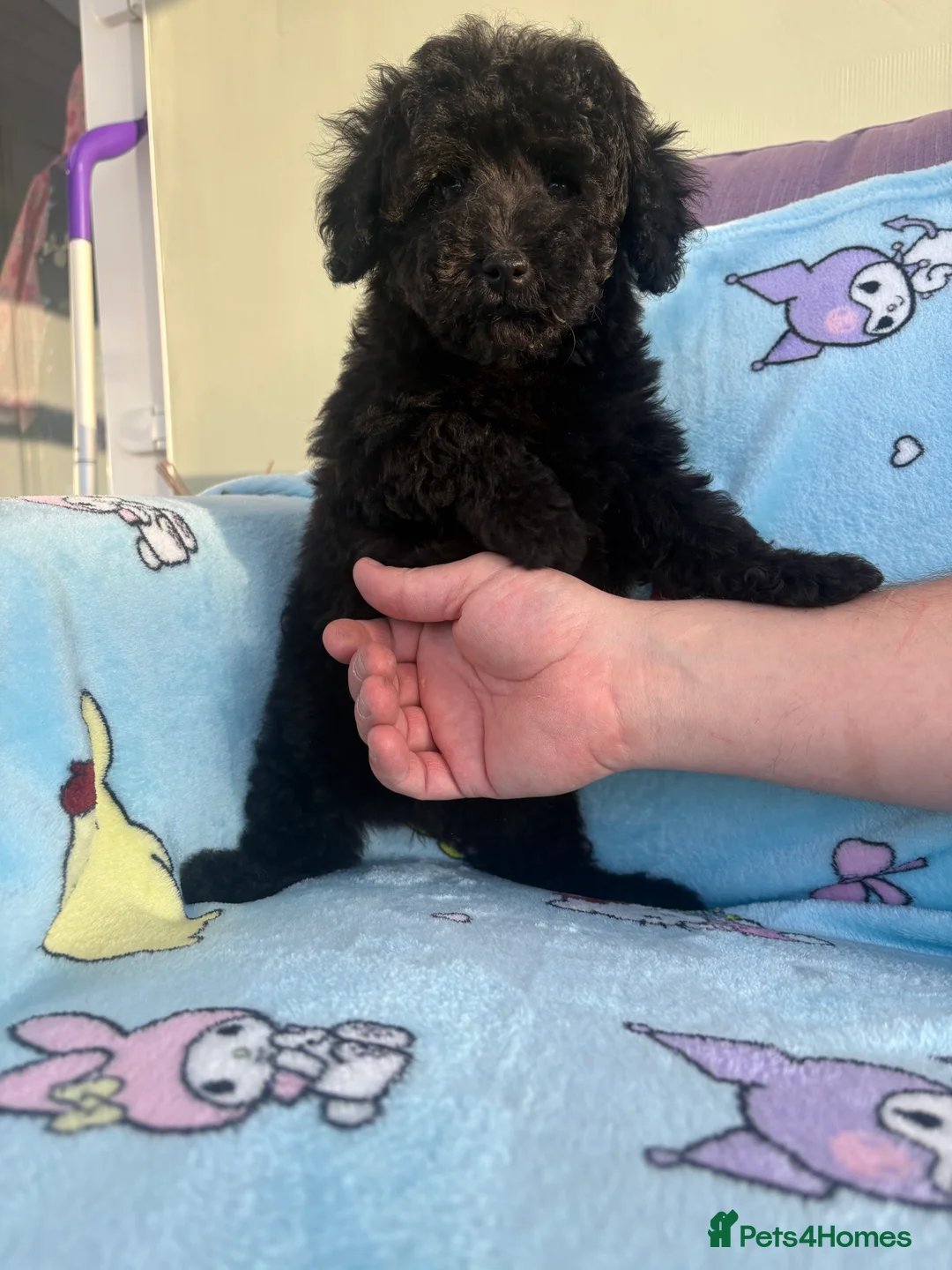 Miniature Poodle dogs for sale: Adorable Miniature Poodles Ready for Loving Homes - Advert 13