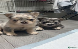 French Bulldog dogs for sale: Beautiful fluffy French bulldogs  - Image 1