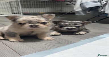 French Bulldog dogs - Advert 4