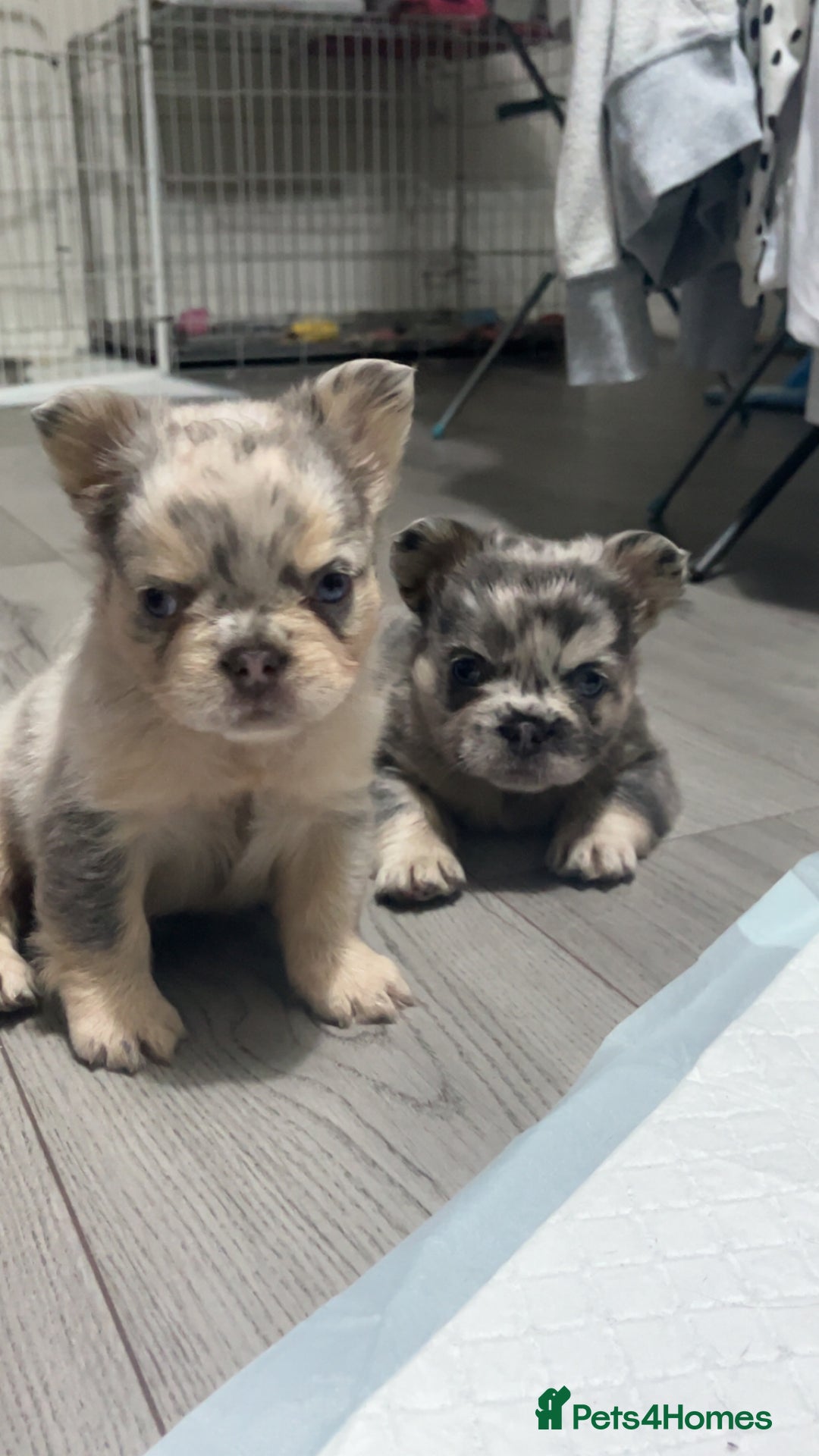 French Bulldog dogs for sale: Beautiful fluffy French bulldogs  - Image 1