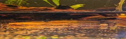 Plecos fish for sale: Longfin Supered Bristlenose Plecos  - Advert 6