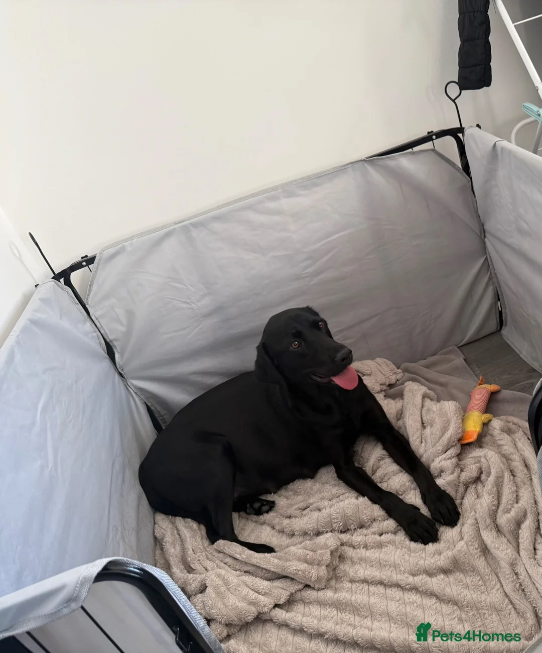 Labrador Retriever dogs for sale: Beautiful Litter of 6 Labrador Puppies in Middlesbrough - Advert 8