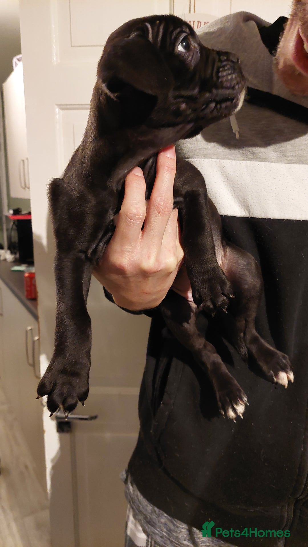 Mixed Breed dogs for sale: Cane Corso cross American bulldog puppy's  - Advert 14