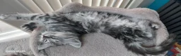 Maine Coon cats for sale: Mainecoon x bengal x russian blue mix  - Advert 11