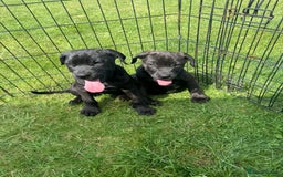 Cane Corso dogs for sale: Cane corso girl pup FULLY VACCINATED  - Image 22