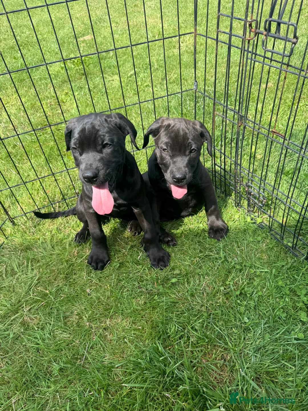Cane Corso dogs for sale: Cane corso girl pup FULLY VACCINATED  - Image 22