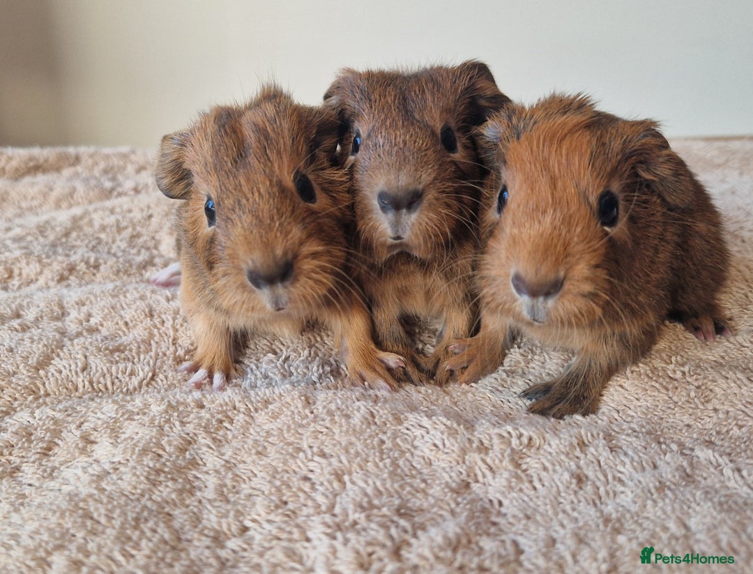 Guinea Pig rodents for sale: Teddy Guinea Pigs - Advert 2