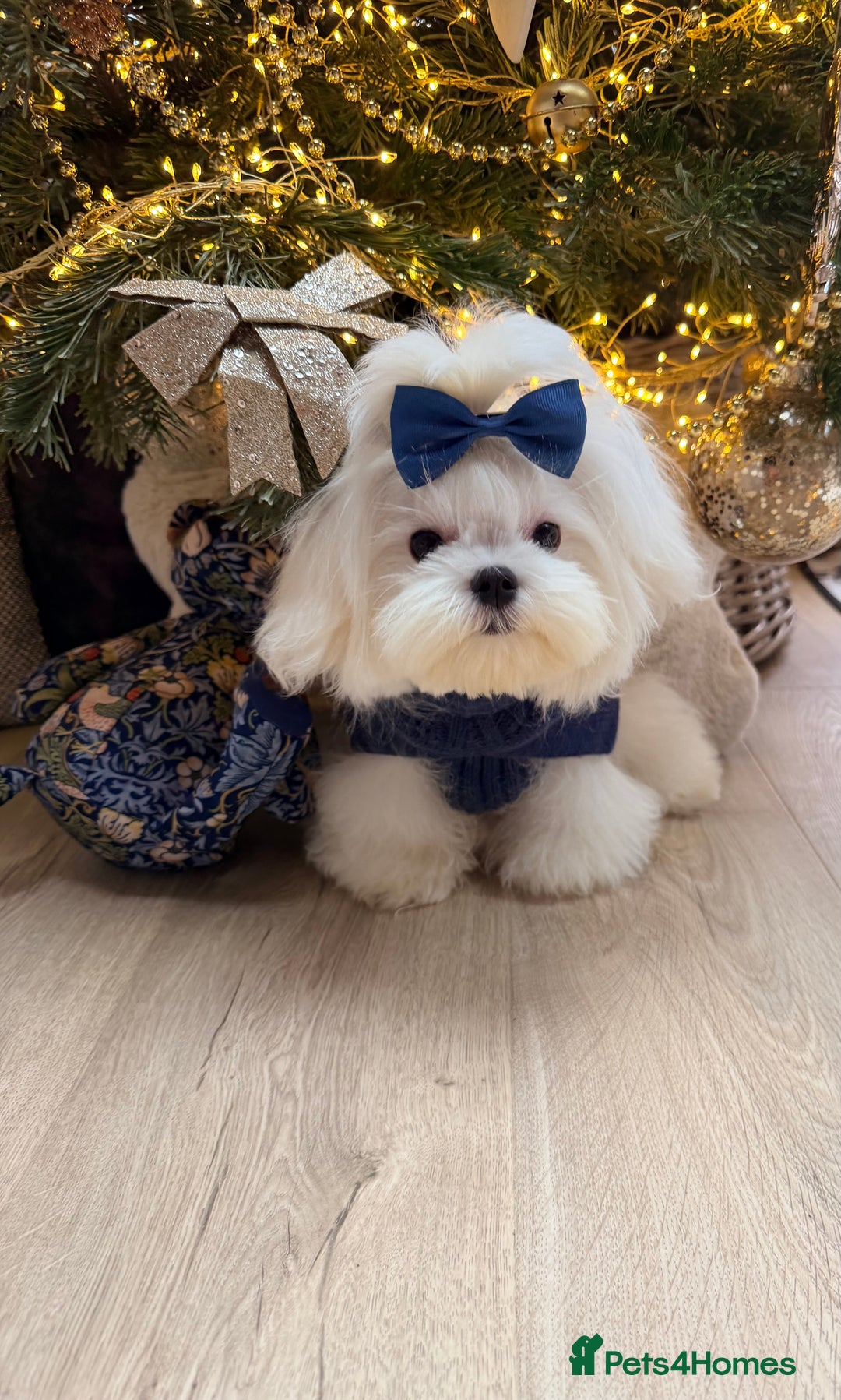 Maltese dogs for sale: Beautiful 6 month old Maltese Puppy Ready Now - Advert 2