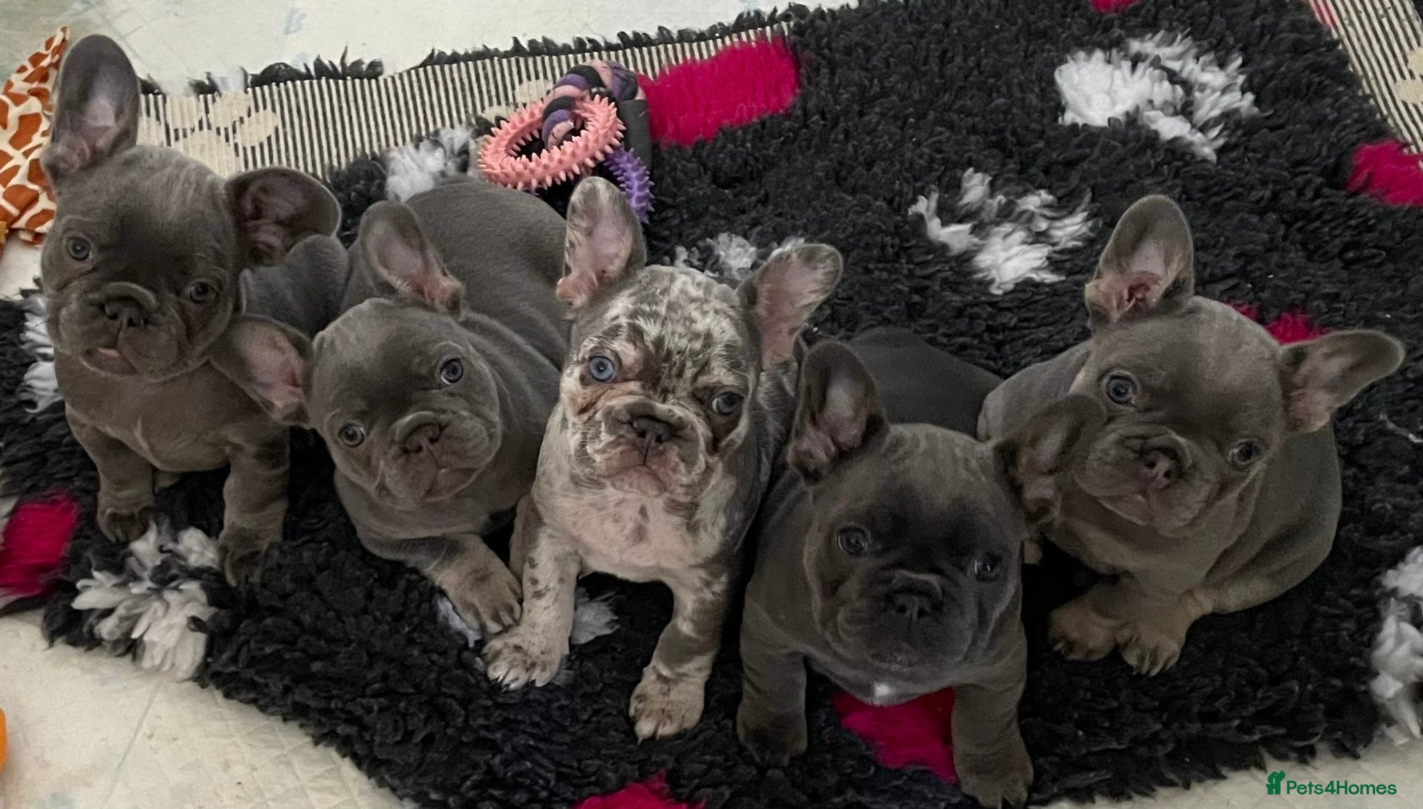 French Bulldog dogs 💜 UPDATED 5 beautiful kc reg frenchie girls 💜 - Advert 10
