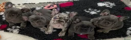 French Bulldog dogs for sale: 💜BLUEBELLE  THE LAST LITTLE BLUE GIRL 💜 - Advert 3