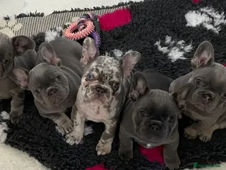 French Bulldog dogs 💜 UPDATED 5 beautiful kc reg frenchie girls 💜 - Advert 9