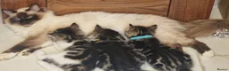 Mixed Breed cats for sale: Beautiful Ragdoll Cross & Tabby Kittens. Ready Now - Advert 5