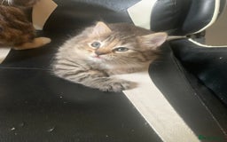 Mixed Breed cats for sale: Two gorgeous kittens for sale. - Image 7