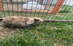 English Lop rabbits for sale: Beautiful bunnies in Pontefract - Image 10