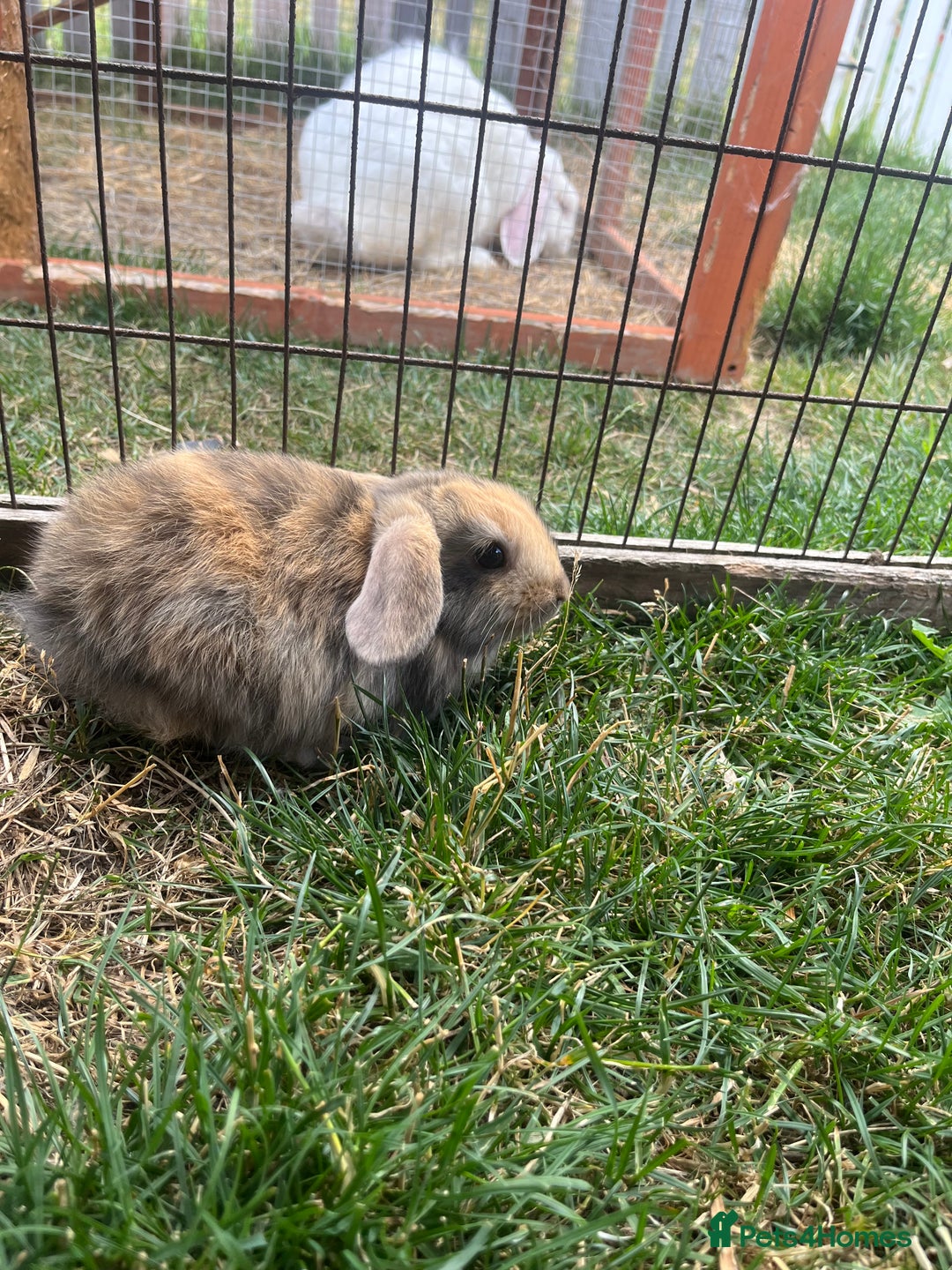 English Lop rabbits for sale: Beautiful bunnies in Pontefract - Image 10
