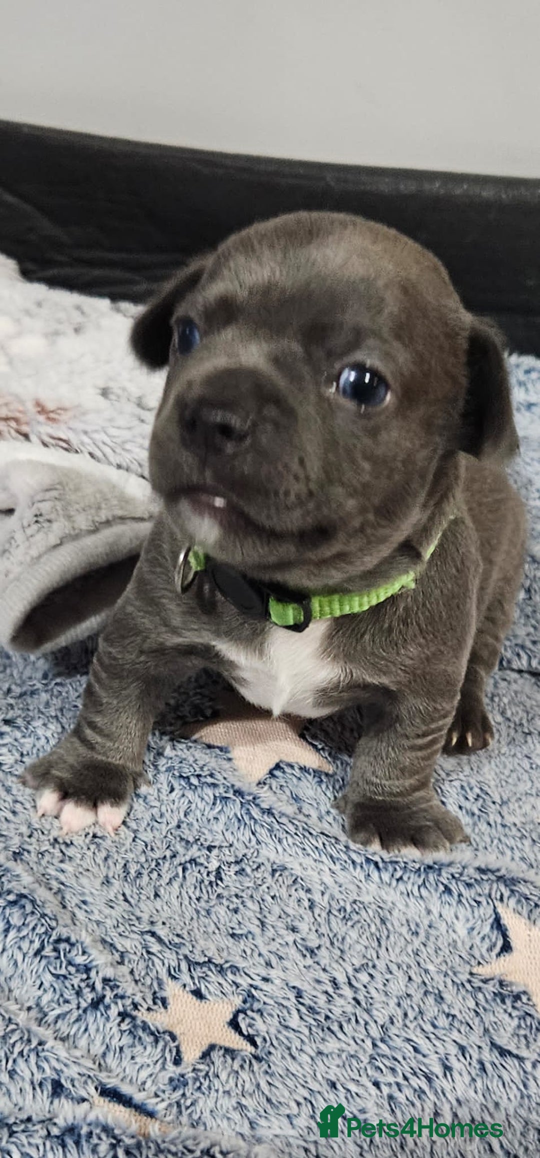 Mixed Breed dogs for sale: French Bulldog x Chichuhua - Image 5