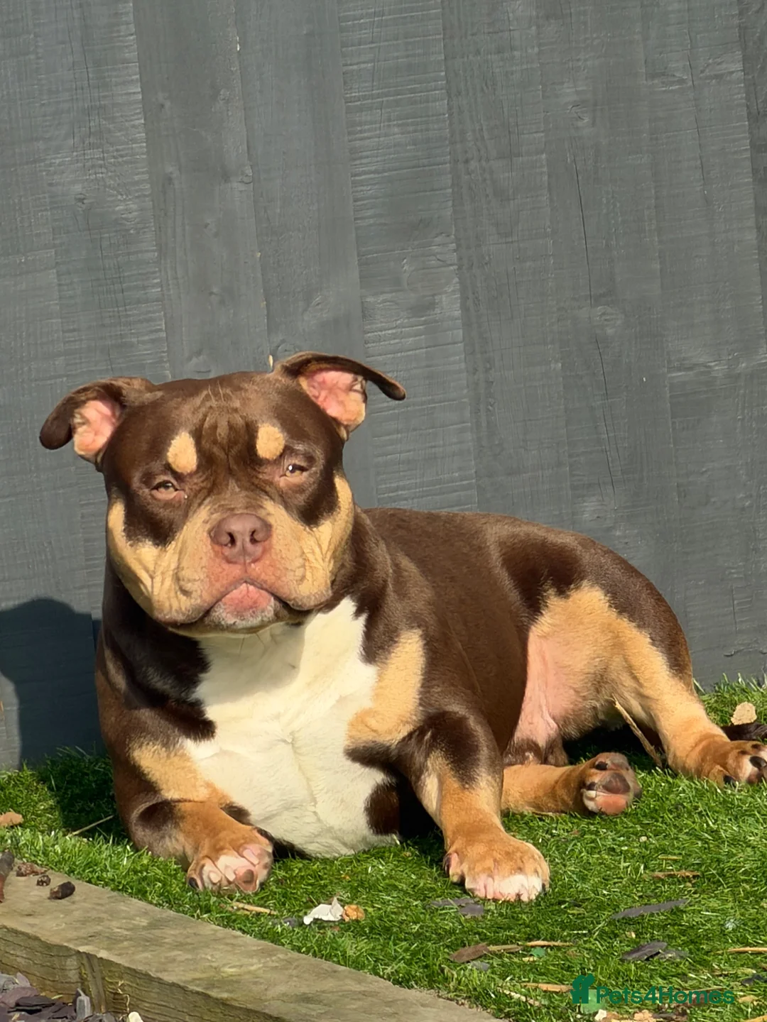 American Bully dogs for sale: Bear the pocket bully in Leicester - Advert 2