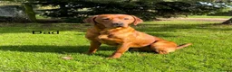 Labrador Retriever dogs for sale: KC Reg Dark Fox Red Labrador Puppies Health Tested - Advert 3