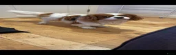 Cavalier King Charles Spaniel dogs for stud: Available for Stud - Advert 3