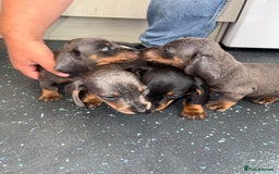 Dachshund dogs for sale: Dachshund puppys - Image 1