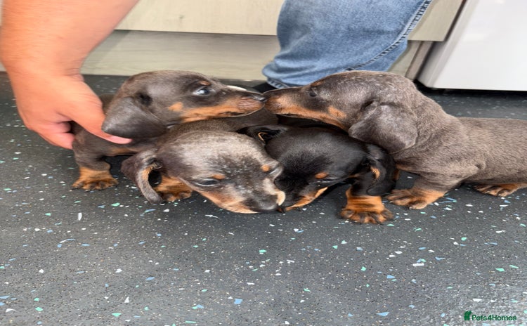 Dachshund dogs - Advert 16