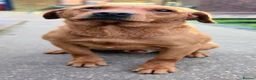 Labrador Retriever dogs for sale: 6 BEAUTIFUL FOX RED KC LABS, HEALTH TESTED PARENTS - Advert 21