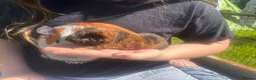 Guinea Pig rodents for sale: Baby Boy/Boar & Baby Girl/Sow Guinea Pigs, Teddy - Advert 11