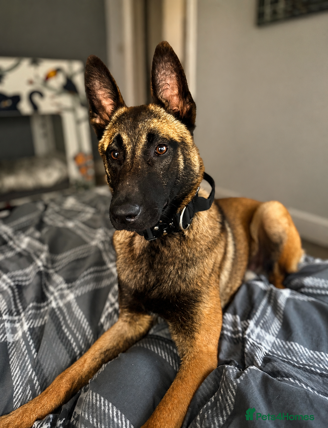 Belgian Shepherd Dog dogs 9 month old male Belgian Shepard Malinois  - Advert 4
