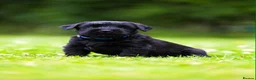 Giant Schnauzer dogs for sale: TRUE QUALITY GIANT SCHNAUZER PUPPIES - Advert 9