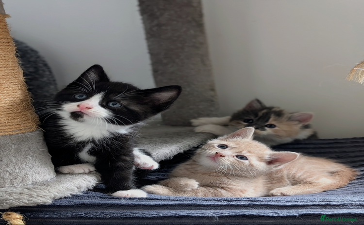 Mixed Breed cats - Advert 1