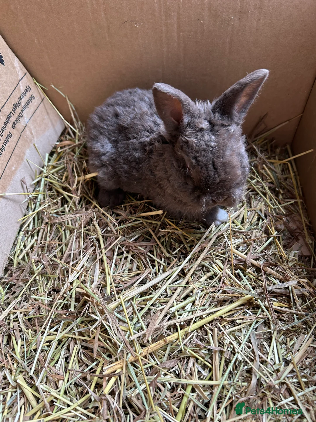 Mixed Breed rabbits for sale: Baby rabbits  - Advert 7