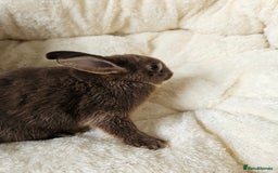 Netherland Dwarf rabbits for sale: Netherland Dwarf boy bunnies  - Image 8