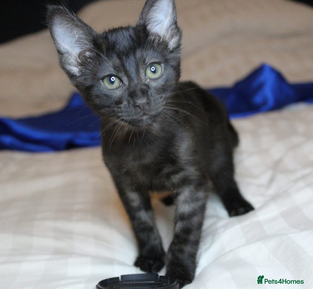 Savannah cats for sale: Stunning Davannah kittens - Advert 24