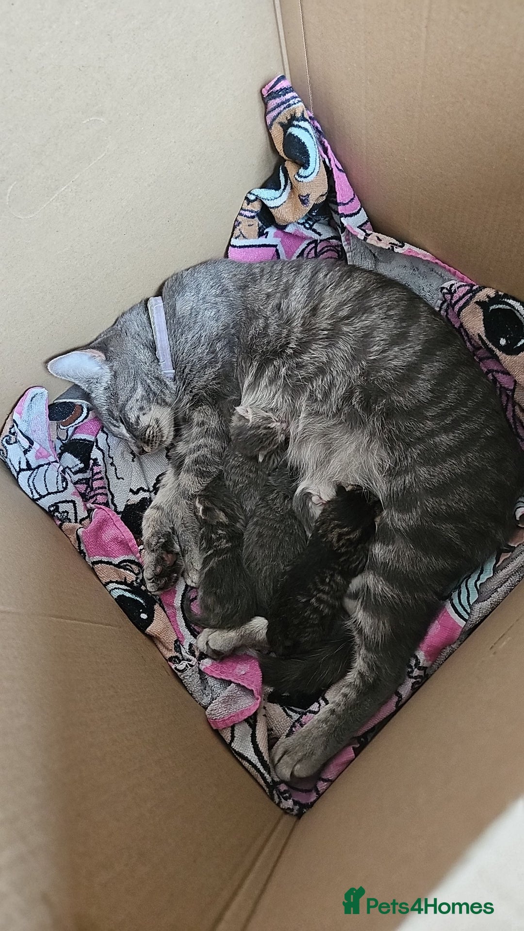 Mixed Breed cats for sale: Grey Kittens🐾🤍 - Advert 9