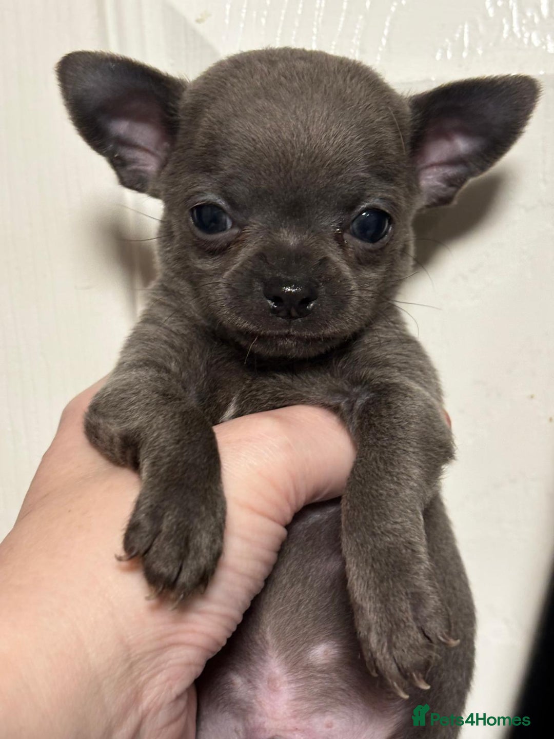 Chihuahua dogs for sale: Three Boy Chihuahuas | Lilac & Blue | Ready - Advert 19