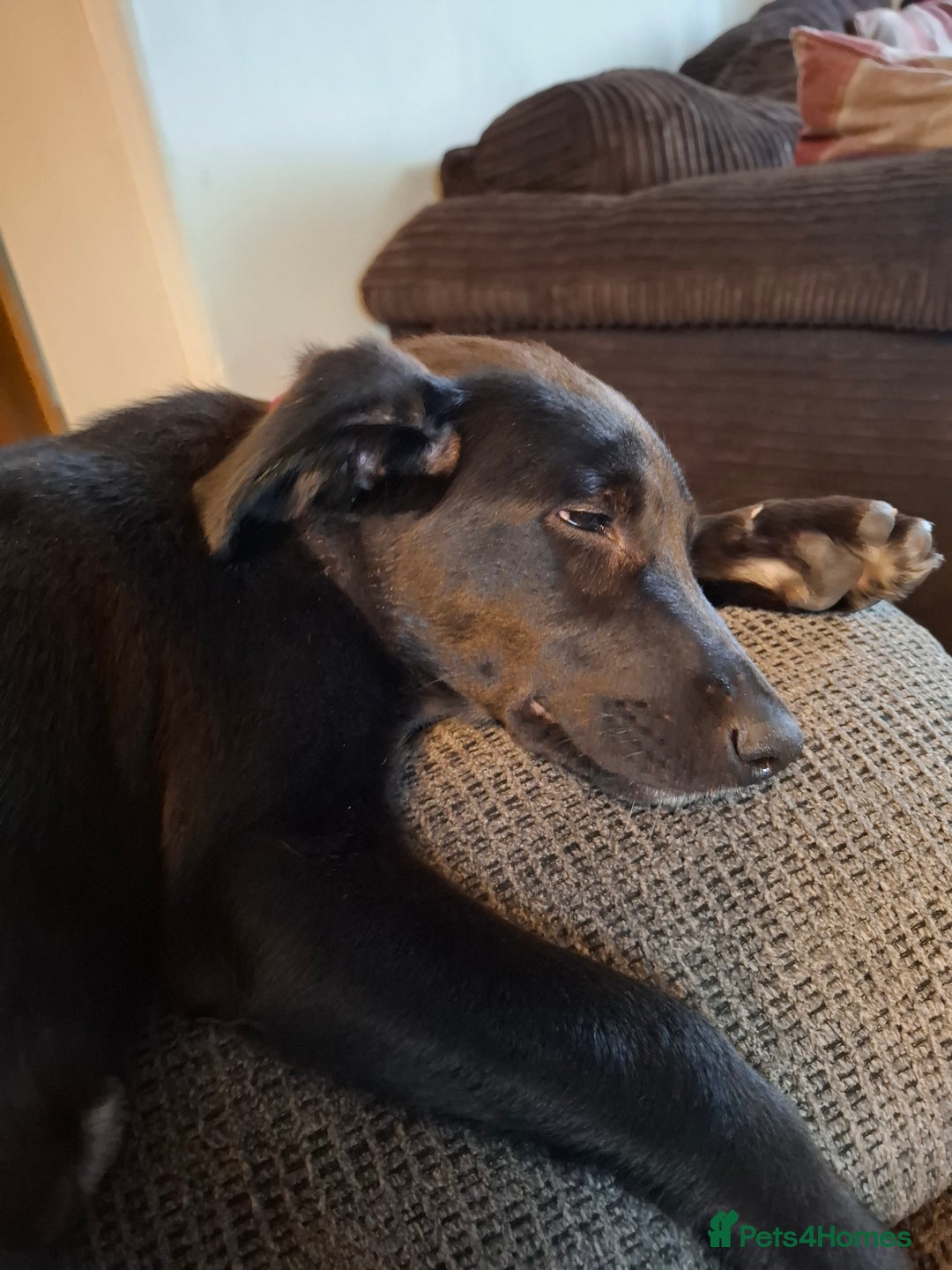 Mixed Breed dogs for sale: German shepherd cross labrador puppy - Image 1