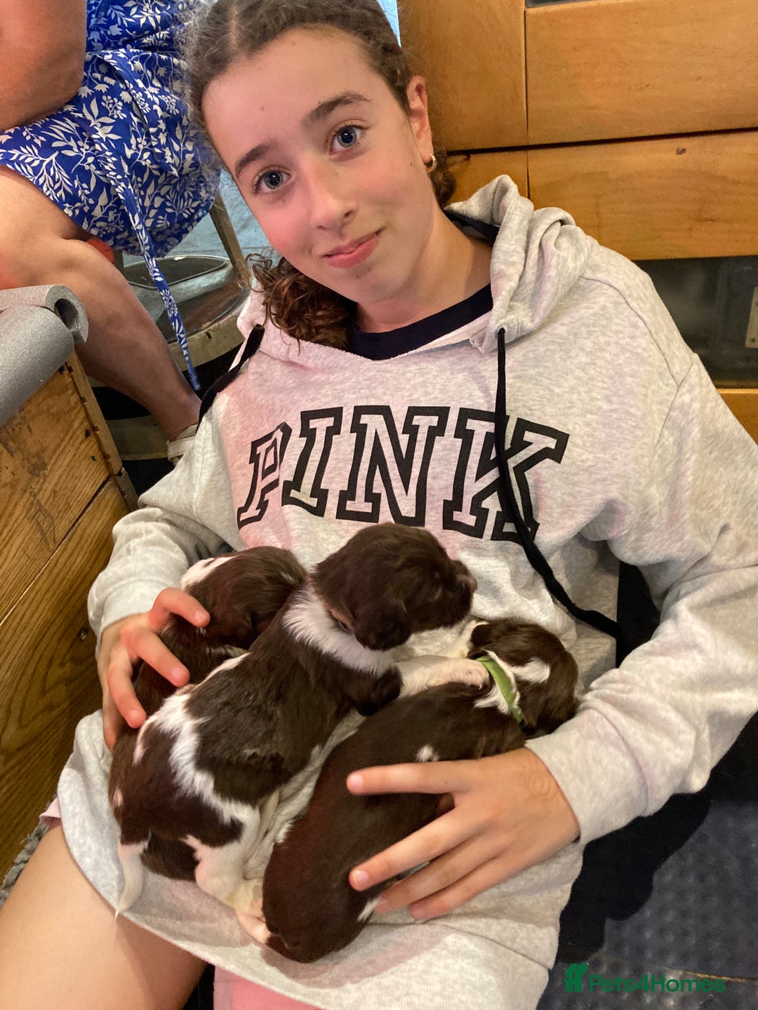 English Springer Spaniel dogs for sale: FIFTH generation! 7 litters, 36 pups, 32 families! - Image 4