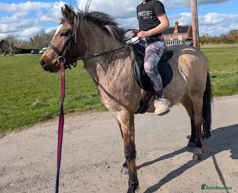 Riding pony horses Carneddau Welsh Mountain Pony Florence  - Advert 11