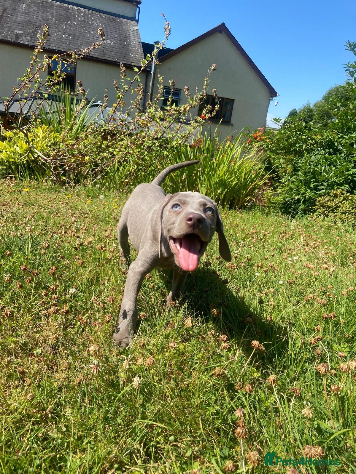 Weimaraner dogs KC Registered Weimaraner puppies for sale - Advert 1