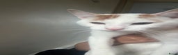 Turkish Van cats for sale: Turkish van cat  - Advert 2