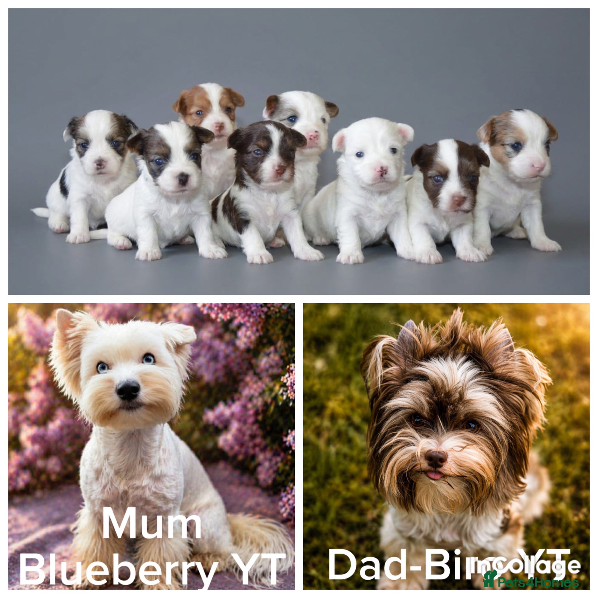 Yorkshire Terrier dogs for sale: Yorkie Puppies - Ready to Steal Your Hear! ✨🐾 - Advert 1
