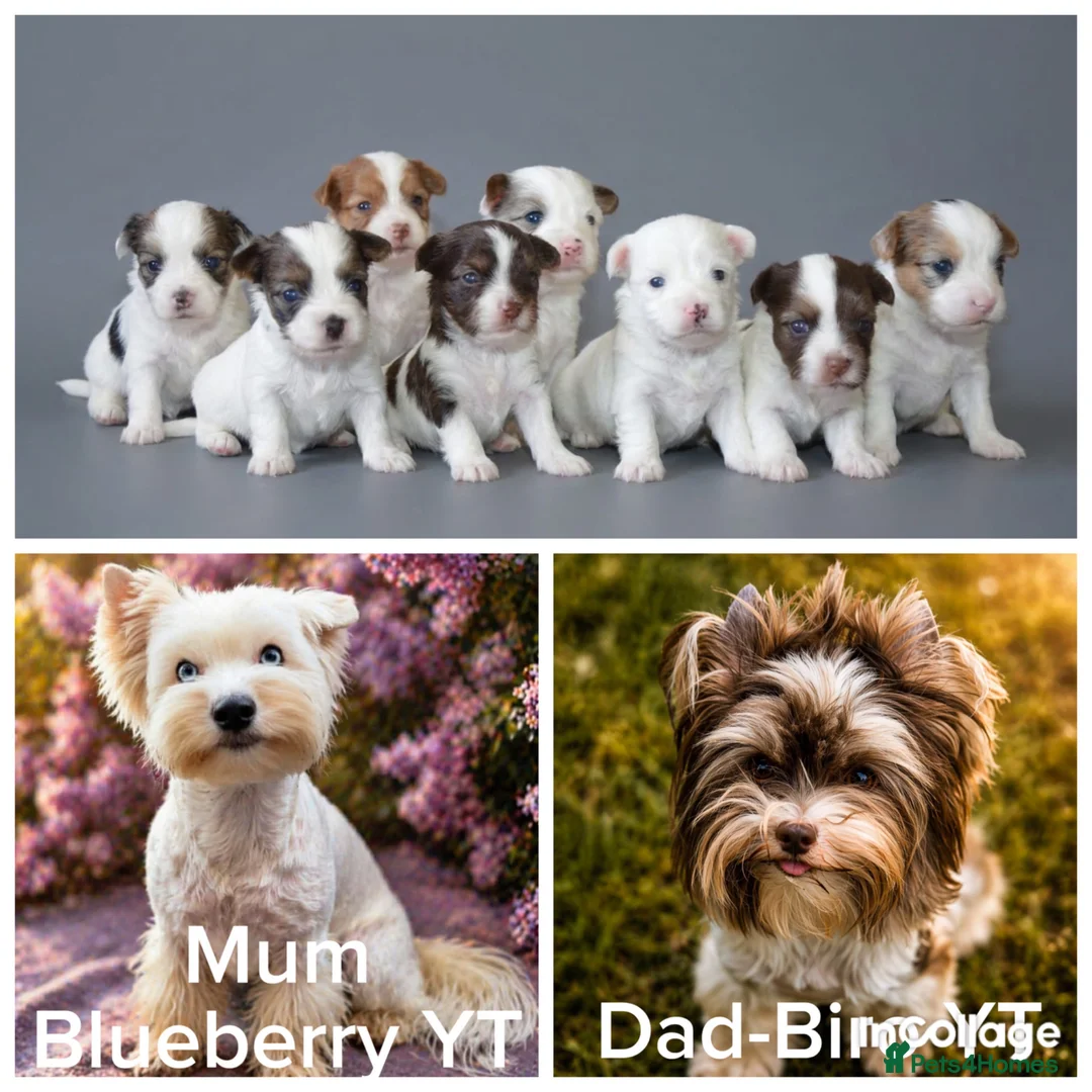 Yorkshire Terrier dogs for sale: Yorkie Puppies - Ready to Steal Your Hear! ✨🐾 - Advert 1