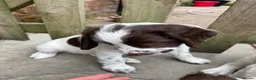 English Springer Spaniel dogs for sale: Kc reg Ftch English springer spaniels.  - Advert 9