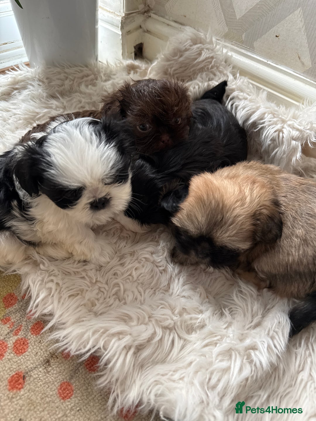 Shih Tzu dogs for sale: Imperial Shih Tzu puppies  - Image 6