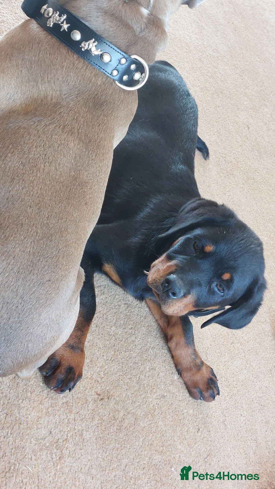 Rottweiler dogs for sale: IVOR KC REG ROTTWEILER PUP - Advert 2