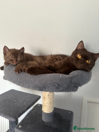 British Shorthair cats - Advert 15