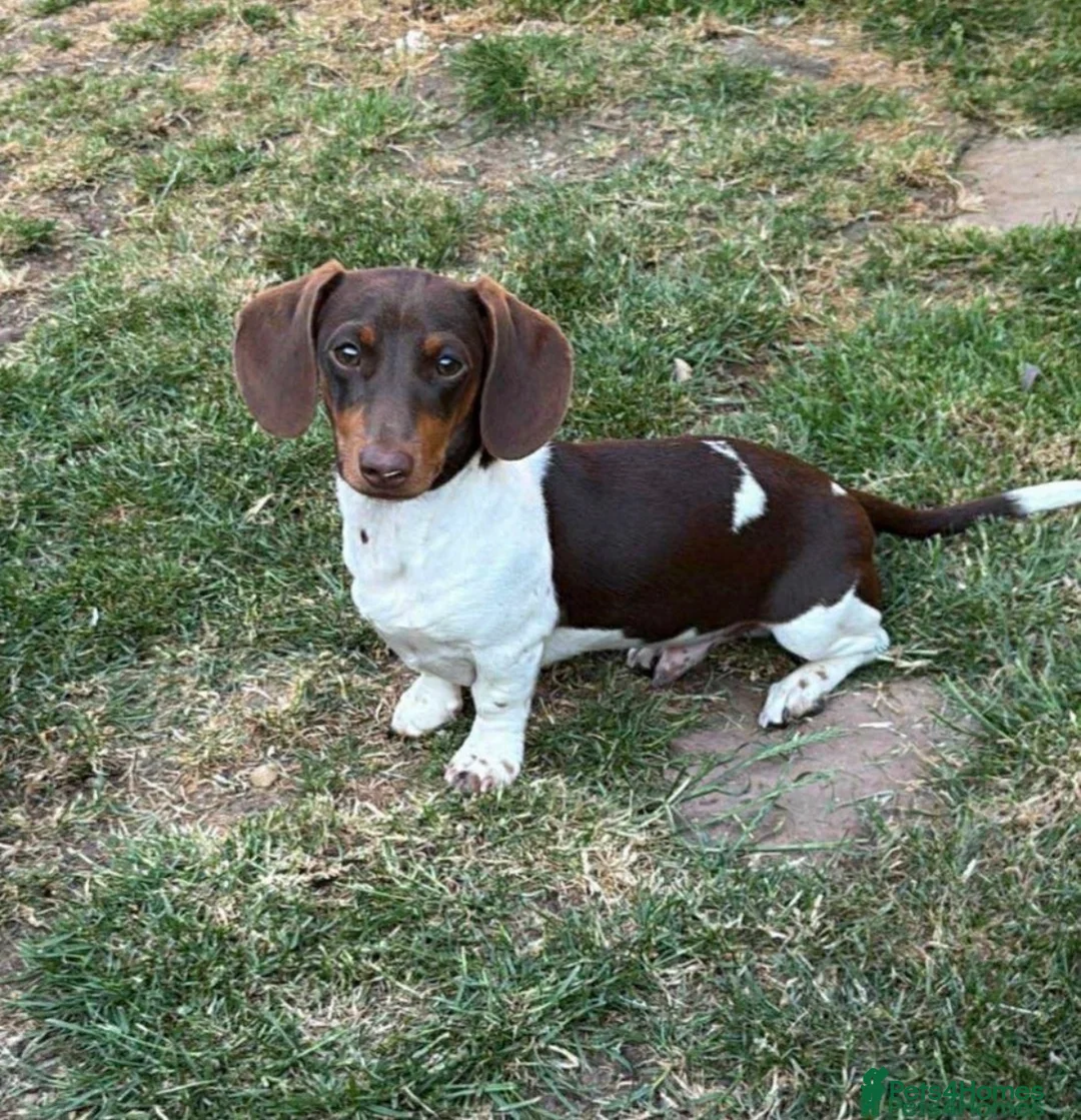 Miniature Dachshund dogs for stud: Mini chocolate pied  - Advert 2
