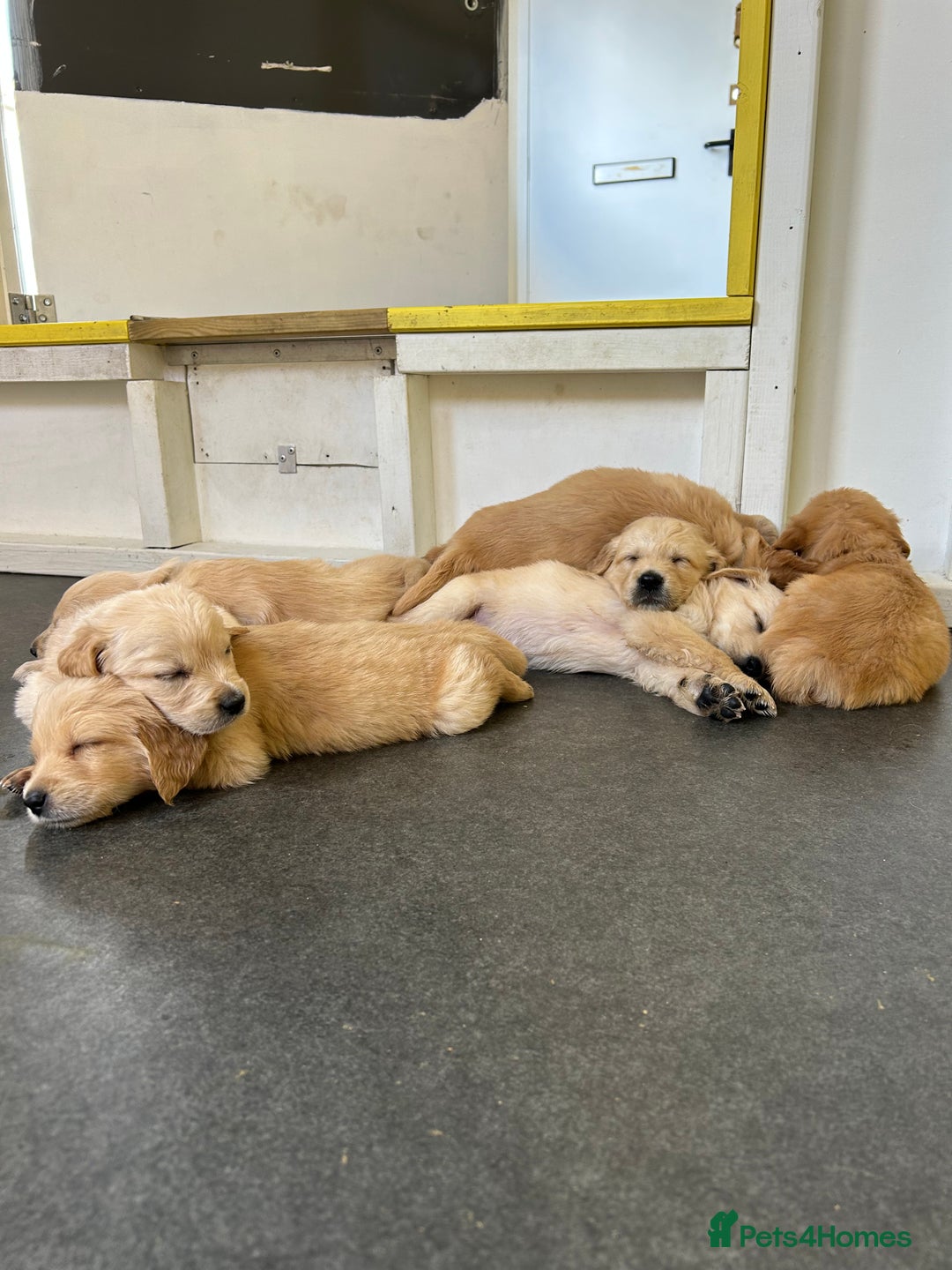 Golden Retriever dogs for sale: Golden retriever puppies for sale  - Image 6